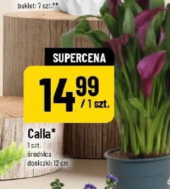 Calla