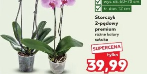 Storczyk 2-pędowy premium różne kolory