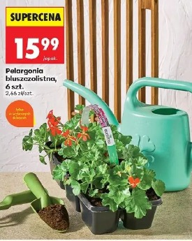 Pelargonia bluszczolistna, 6 szt.