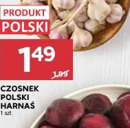 Czosnek polski Harnaś