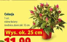 Celozja