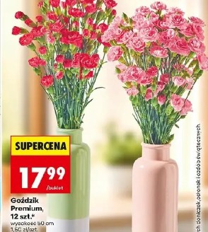 Goździk Premium, 12 szt.