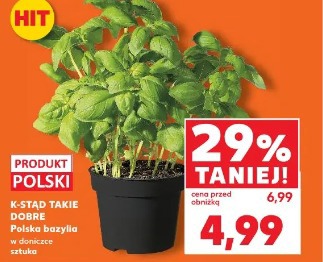 K-STĄD TAKIE DOBRE Polska bazylia w doniczce