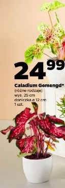 Caladium Gemengd