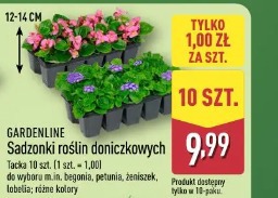 Gardenline Sadzonki roślin doniczkowych