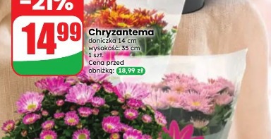 Chryzantema