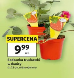Sadzonka truskawki w donicy
