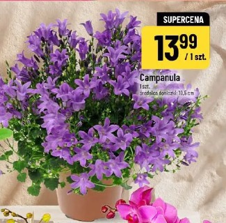 Campanula