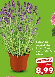 Lawenda wąskolistna