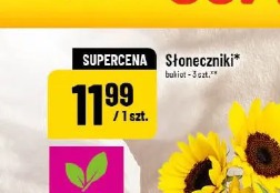 Słoneczniki bukiet