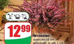 Wrzosiec