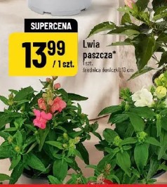 Lwia paszcza