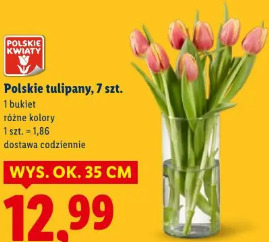 Polskie tulipany, 7 szt.