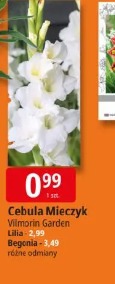 Cebula Mieczyk Vilmorin Garden