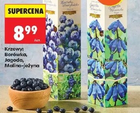 Krzewy: Borówka, Jagoda, Malino-jeżyna