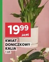 Kwiat doniczkowy Kalia