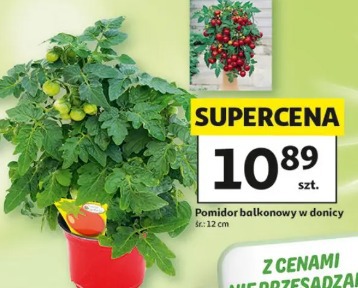 Pomidor balkonowy w donicy