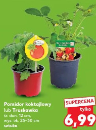 Pomidor koktajlowy lub Truskawka