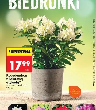 Rododendron z kolorową etykietą