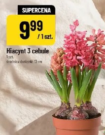 Hiacynt 3 cebule