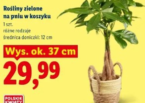 Rośliny zielone na pniu w koszyku