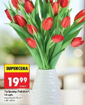 Tulipany Polskie