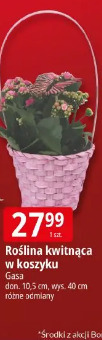 Roślina kwitnąca w koszyku Gasa