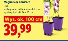Magnolia w doniczce