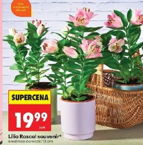 Lilia Rascal souvenir
