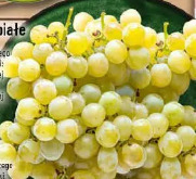 Winogrono białe