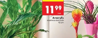 Amarylis