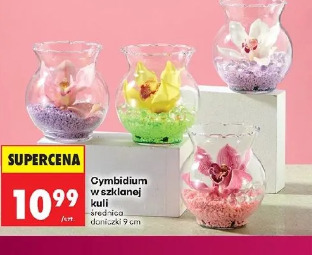 Cymbidium w szklanej kuli