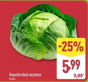 Kapusta biała wczesna
