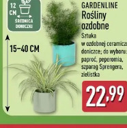 Gardenline Rośliny ozdobne