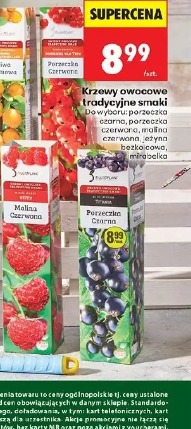 Krzewy owocowe tradycyjne smaki