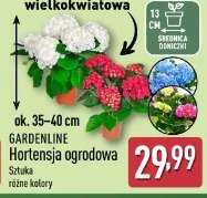Gardenline Hortensja ogrodowa