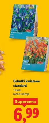 Cebulki kwiatowe standard