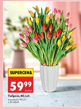 Tulipan