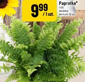 Paprota