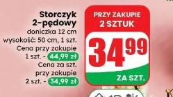 Storczyk 2-pędowy