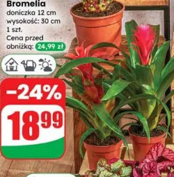 Bromelia