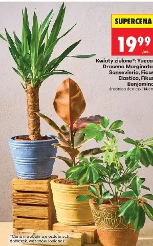Kwiaty zielone: Yucca, Dracena Marginata, Sansevieria, Ficus Elastica, Ficus Benjamina