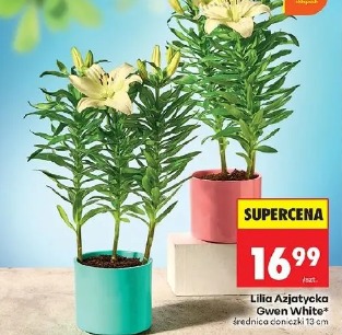 Lilia Azjatycka Gwen White