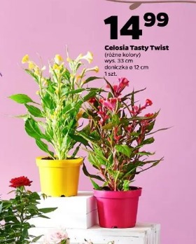 Celosia Tasty Twist