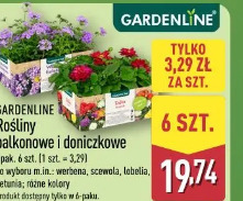 Gardenline Rośliny balkonowe i doniczkowe