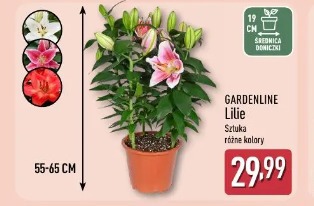 Gardenline Lilie