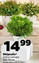 Rhipsalis