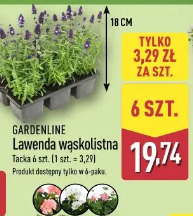 Gardenline Lawenda wąskolistna