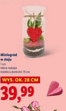 Miniogród w słoju