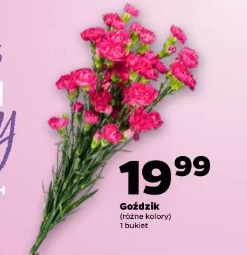 Goździk